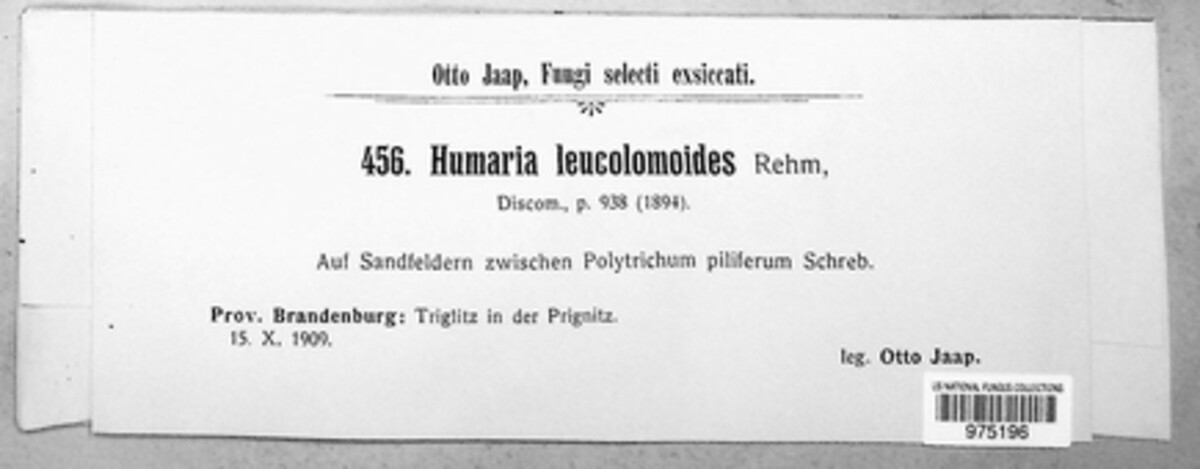 Octospora humosa image